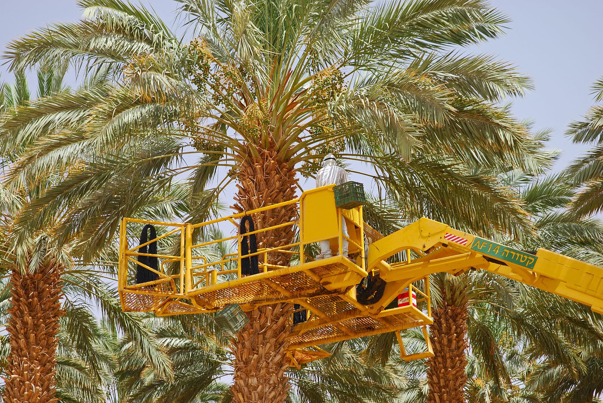 Date harvest in Israel Date harvest in Israel