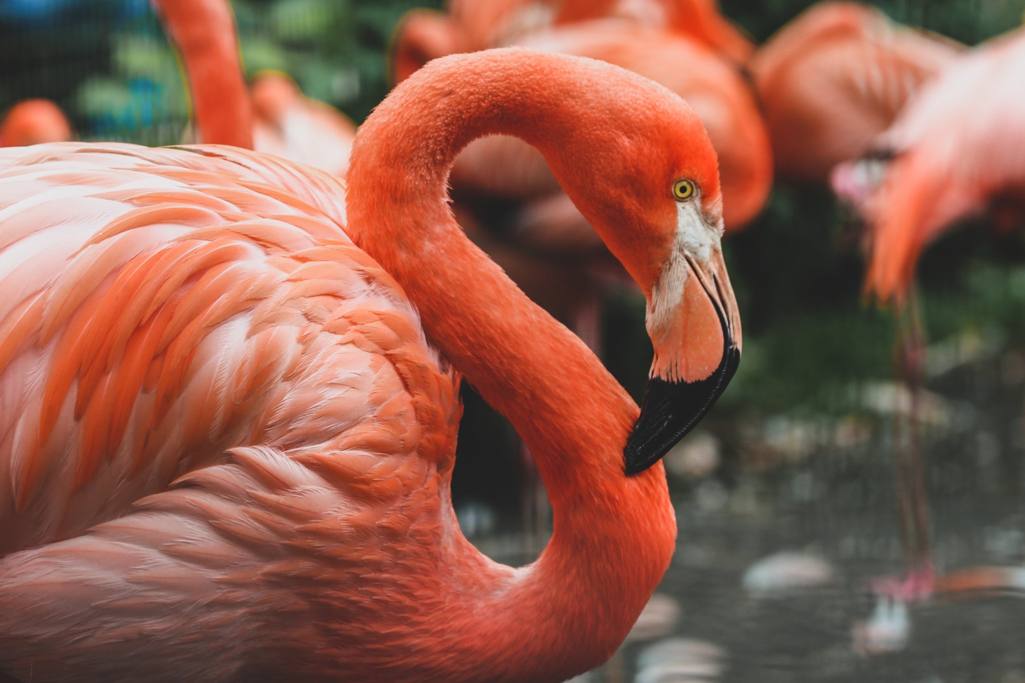 Flamingo WordPress Plugin