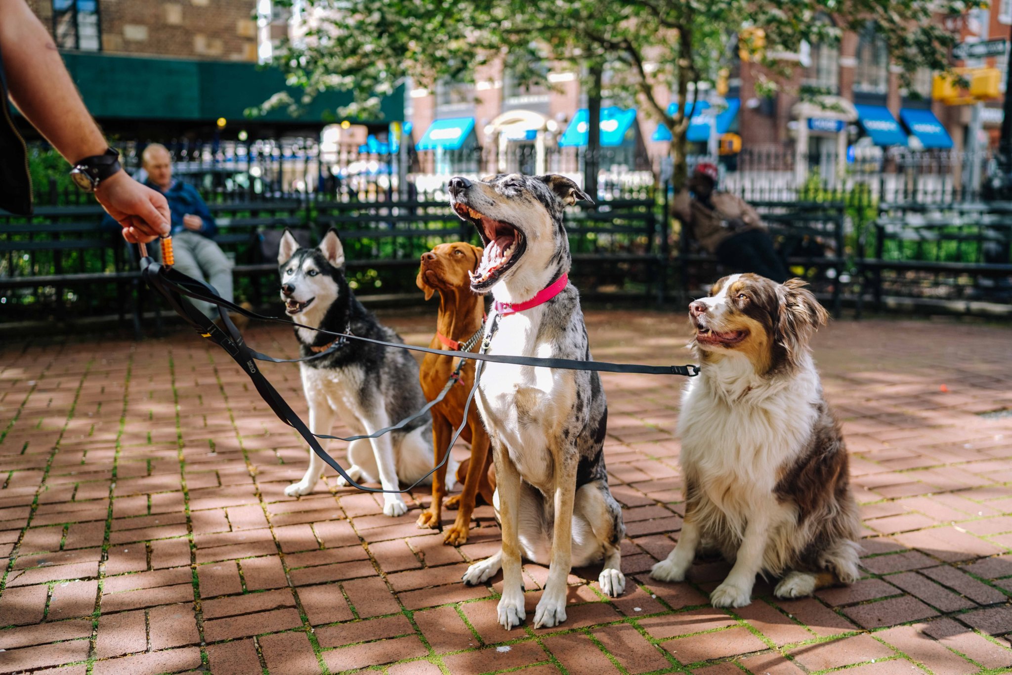 Four dogs on leads