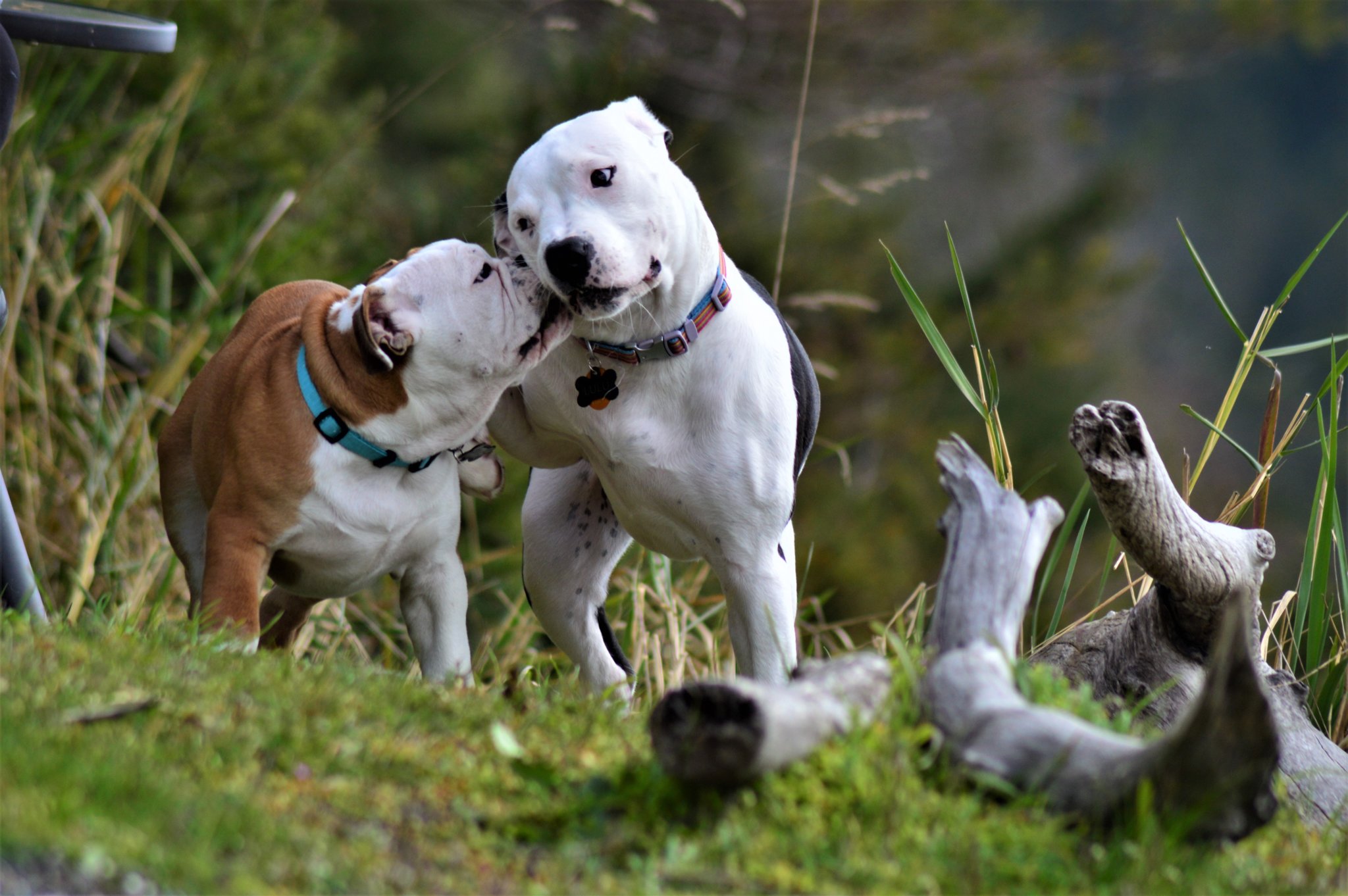 Dogs playing with each other