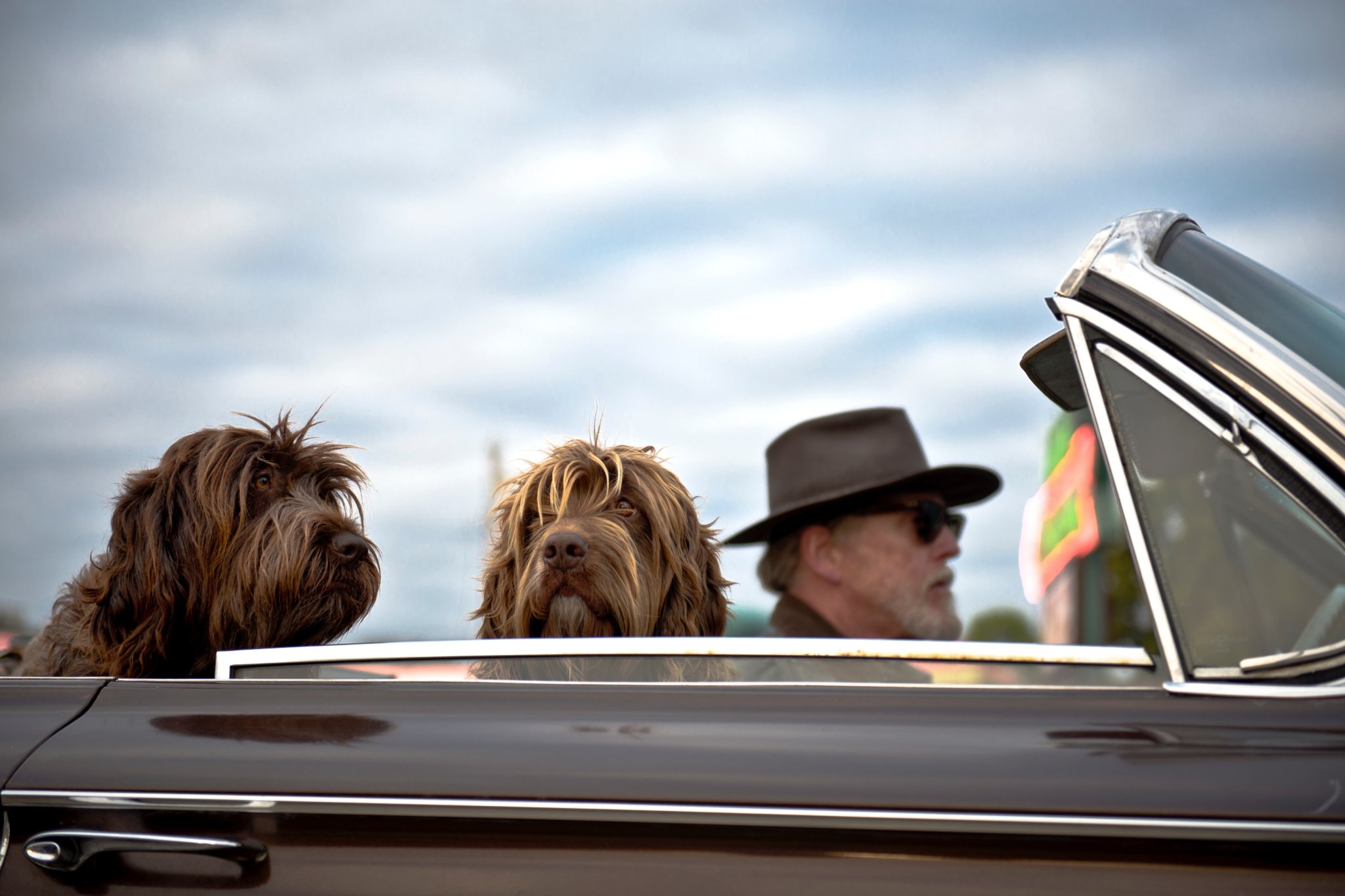 Two dogs driving in a car