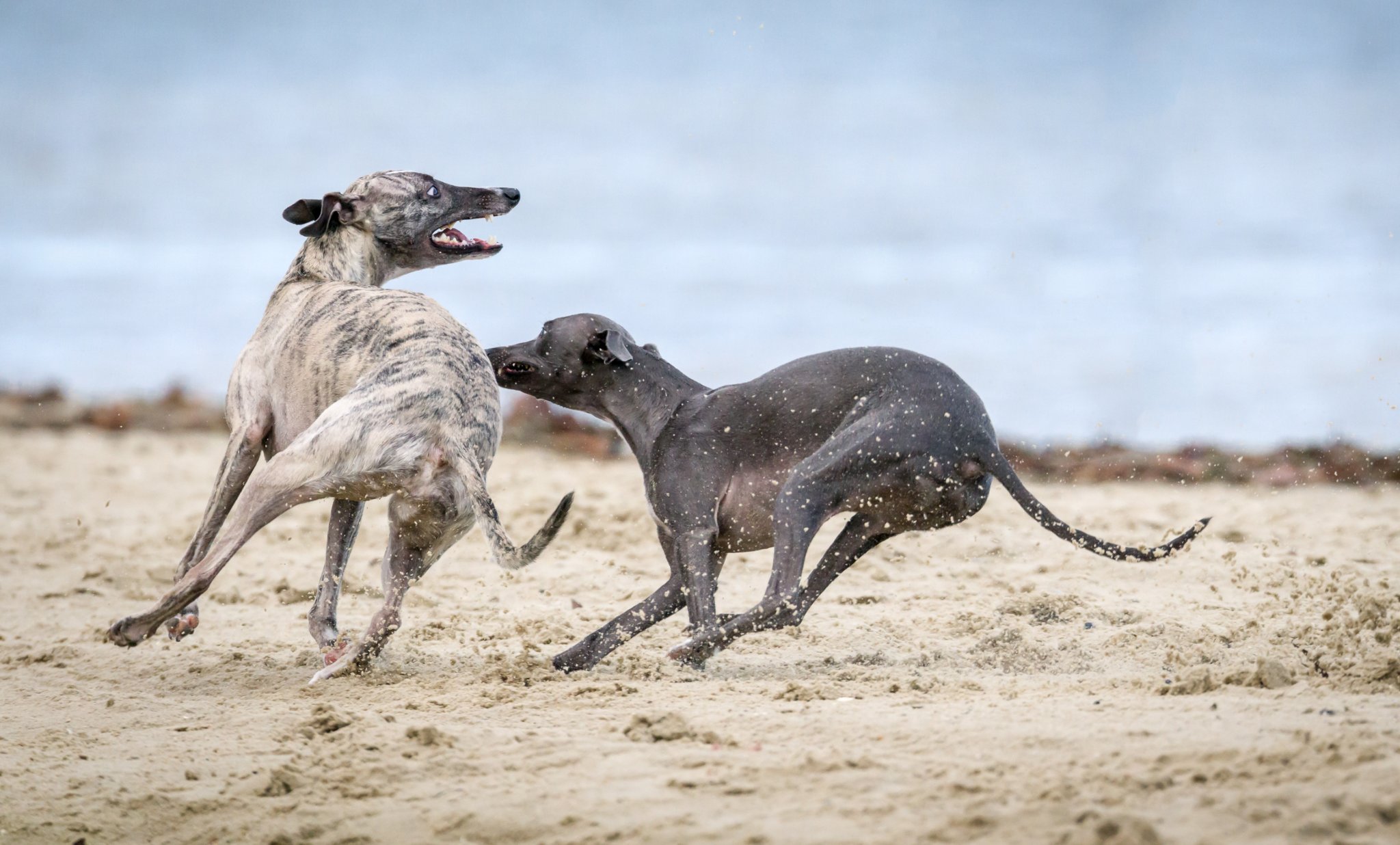 Two dogs chasing each other
