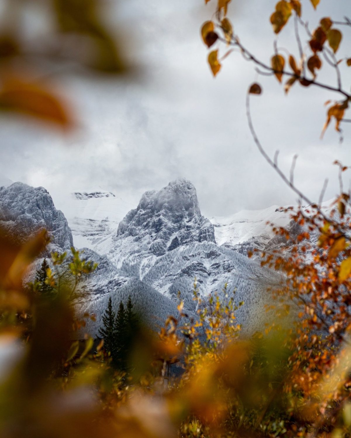 beautiful snowy mountains seen through the leaves