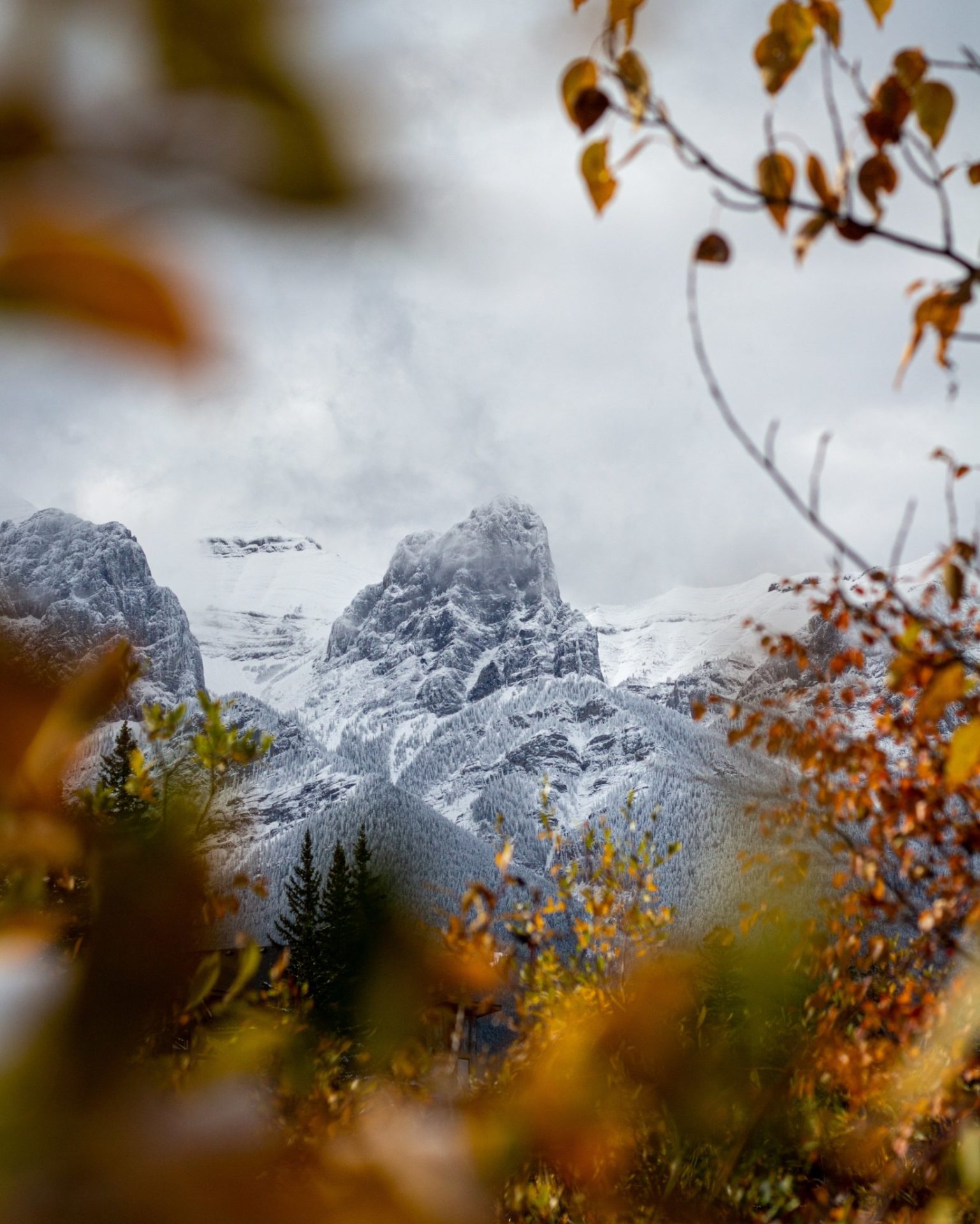 beautiful snowy mountains seen through the leaves