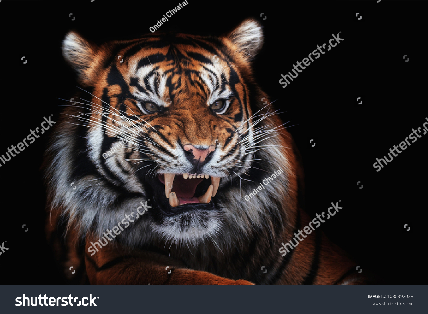 shutterstock tiger