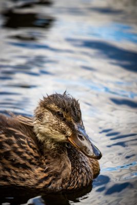 a young duck sat perfectly in the lower third of the frame