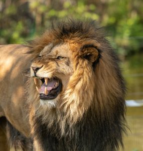 lion roar strength in SEO