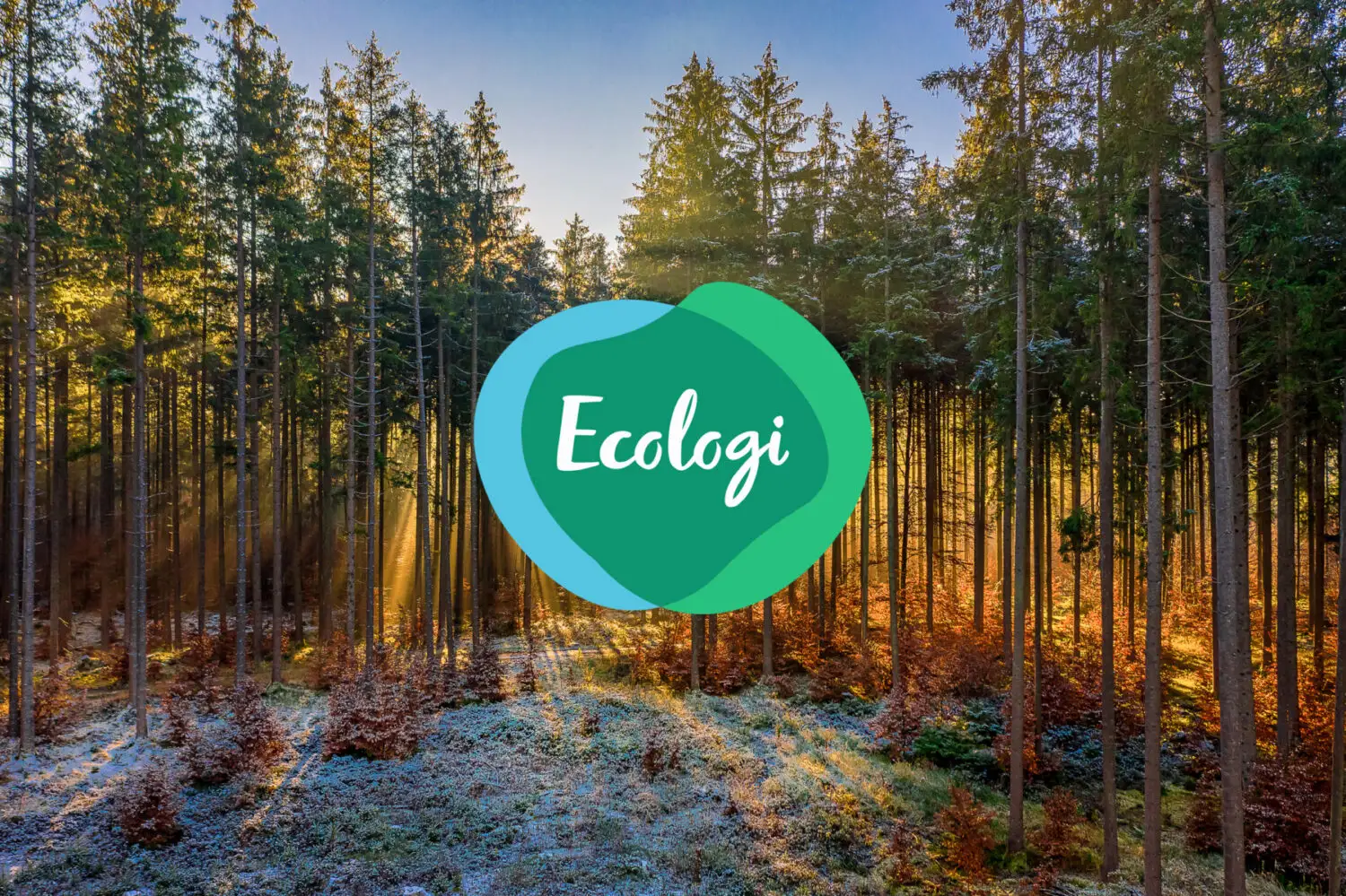 Climate Positive Workforce|Climate Positive Workforce|Ecologi Climate Positive Workforce badge|Pixel Kicks - Climate Positive Workforce badge